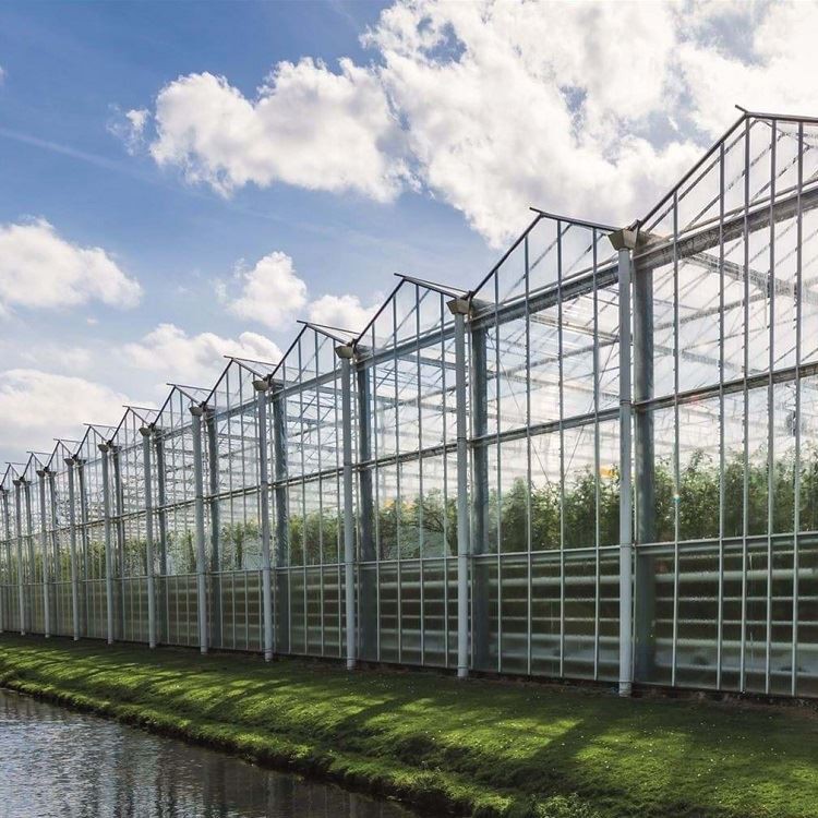 Голландские стеклянные теплицы