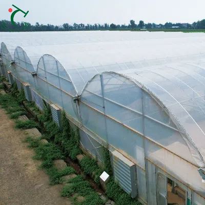 China Tunnel Film Greenhouse For Africa
