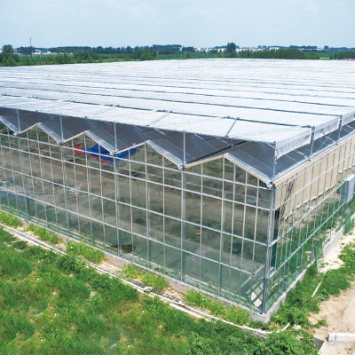 China Venlo Glass Greenhouse For Kazakhstan