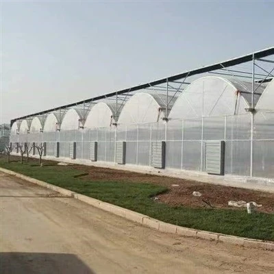 Customized Multi Span Greenhouse