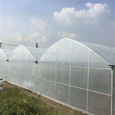 Customized Multi Span Greenhouse